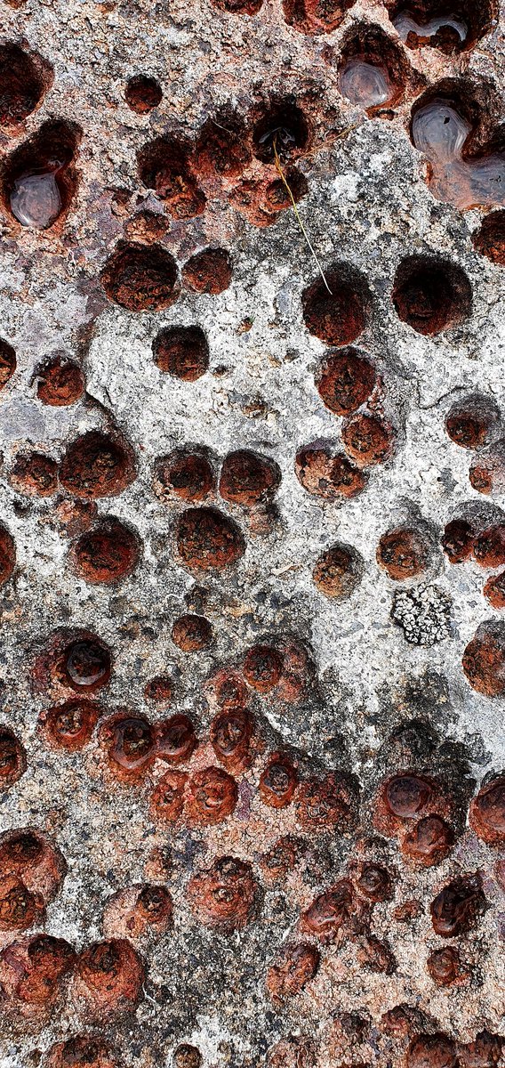 encyonopsis's tweet photo. bloodbath at Lough Mask, #Mayo #Haematococcus https://t.co/N91hN4ESkz