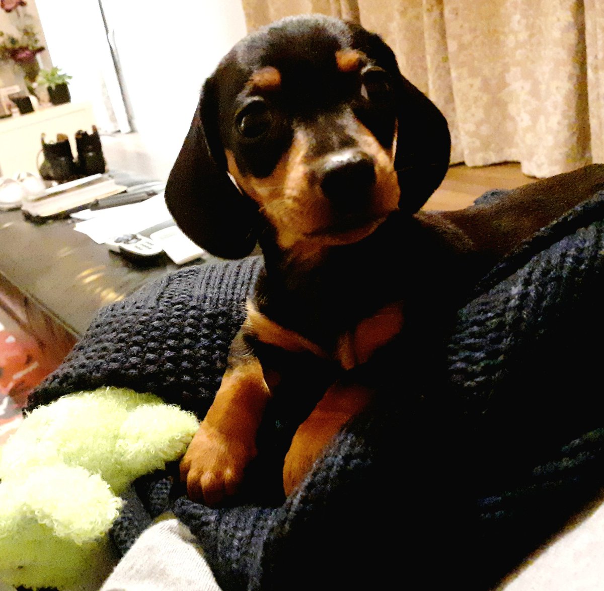 First night in the crib with ma Bitches. #Biggie #dachshund #puppy #HesComingHome