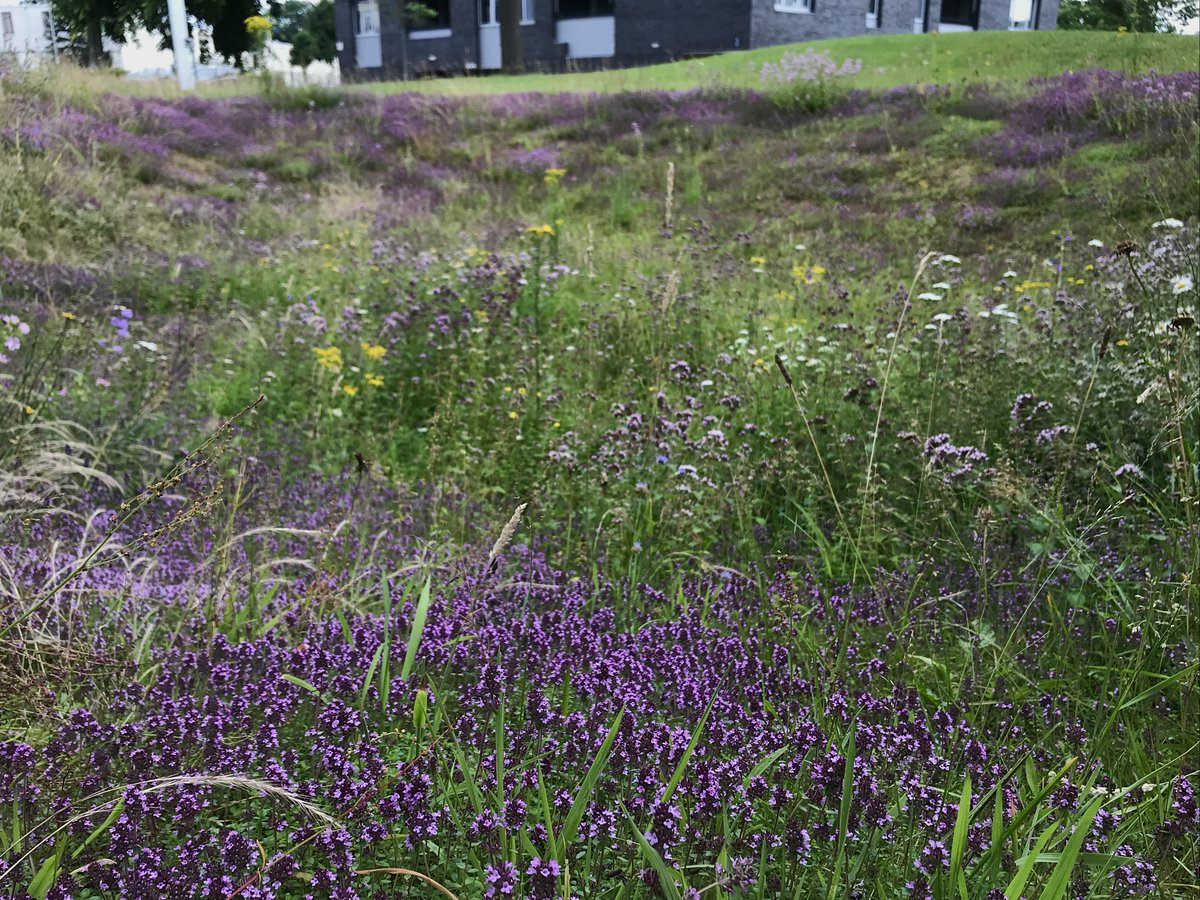 NLBloeit's tweet photo. Verscholen in een woonwijk in @gem_Nijmegen, een oase van Grote tijm met ook Wilde marjolein
#plantenvanhier
#newdutchwave
#natuurinclusief
#biodiversiteit
#nijmegen https://t.co/2Oo7KckVmv