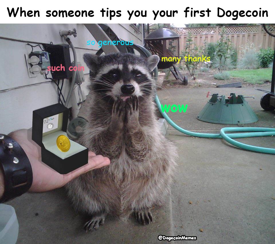 Dogecoin Memes tweet media