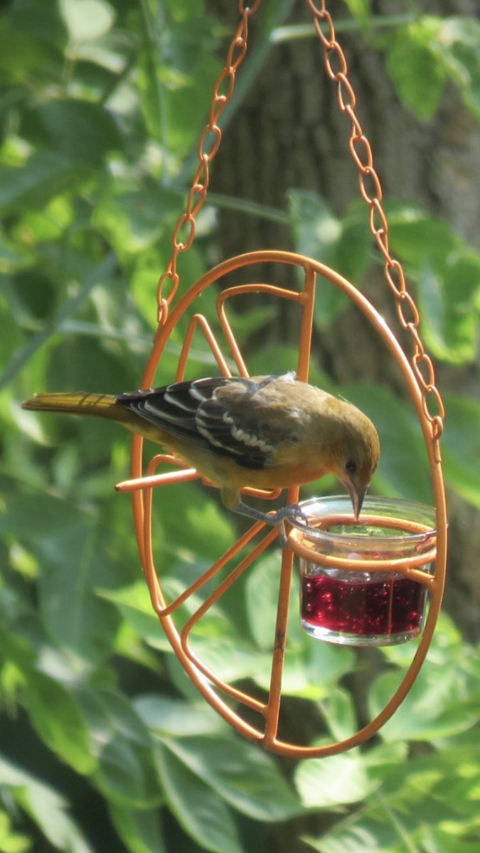 puttsandmutts's tweet photo. Female Baltimore Oriole at one of my my jelly feeders (maybe an immature male?)..keep your feeders clean and filled with fresh grape jelly &amp; they might stick around until September! #TwitterNatureCommunity #BaltimoreOrioles #BackyardBirds #BirdsOfMinnesota https://t.co/oGluvGTWyp
