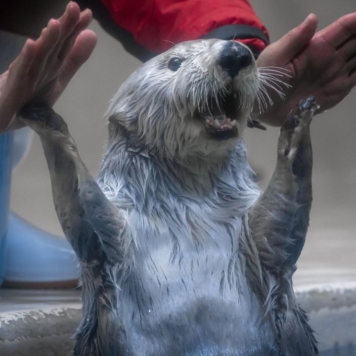 Otter_AlexD's tweet photo. put your hands up! https://t.co/hDM6ZgBlHr