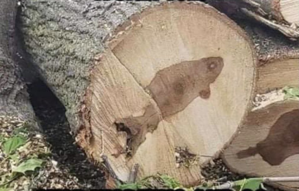 BigBlueLogOX's tweet photo. 🐟If you were looking for a sign that you should drop everything and just go fishing, here it is! 
👍🏼🇺🇸🪵

#TeamLogOX #firewood #fishing #logging #fish #gofishing #treebiz #logox #madeinusa https://t.co/A2BHKEDh9z
