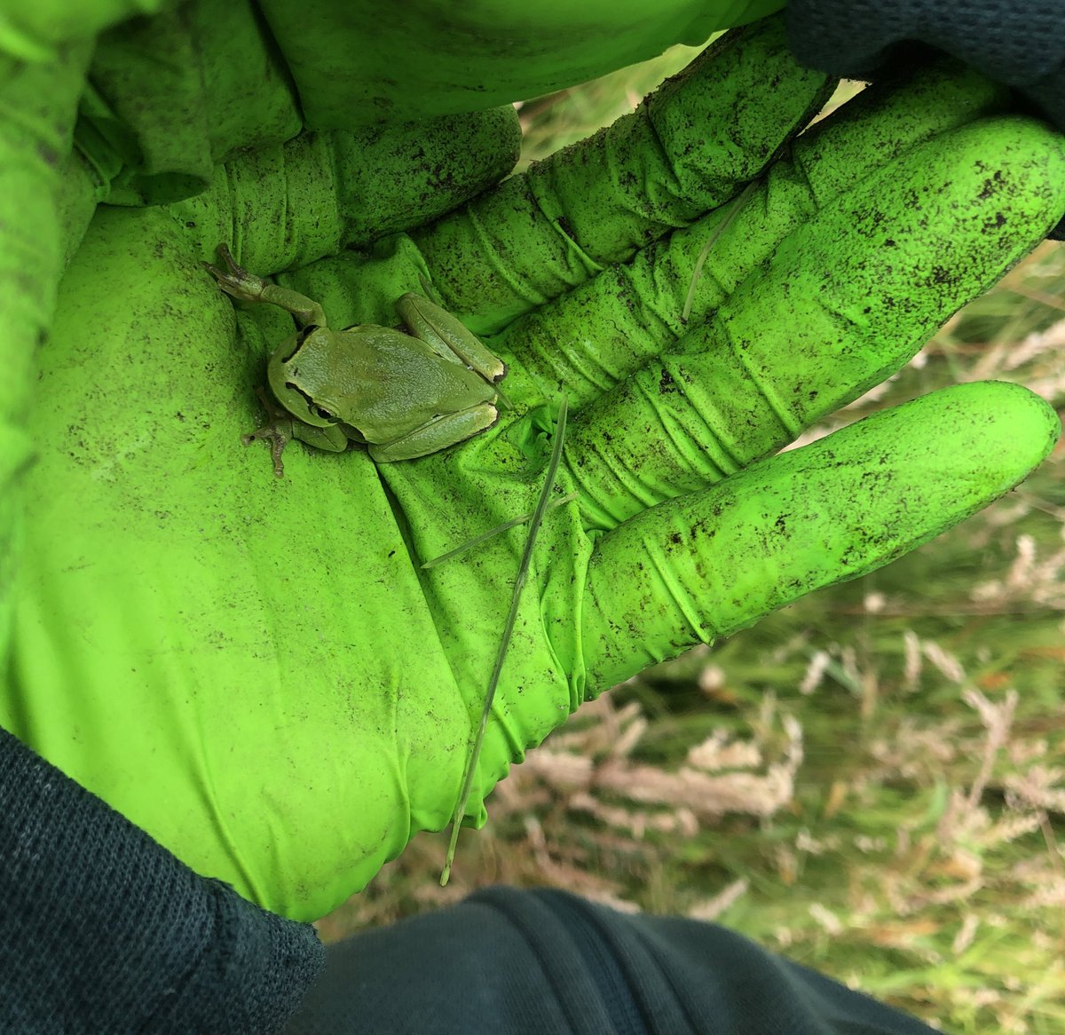 Green frog 🐸 in dune.