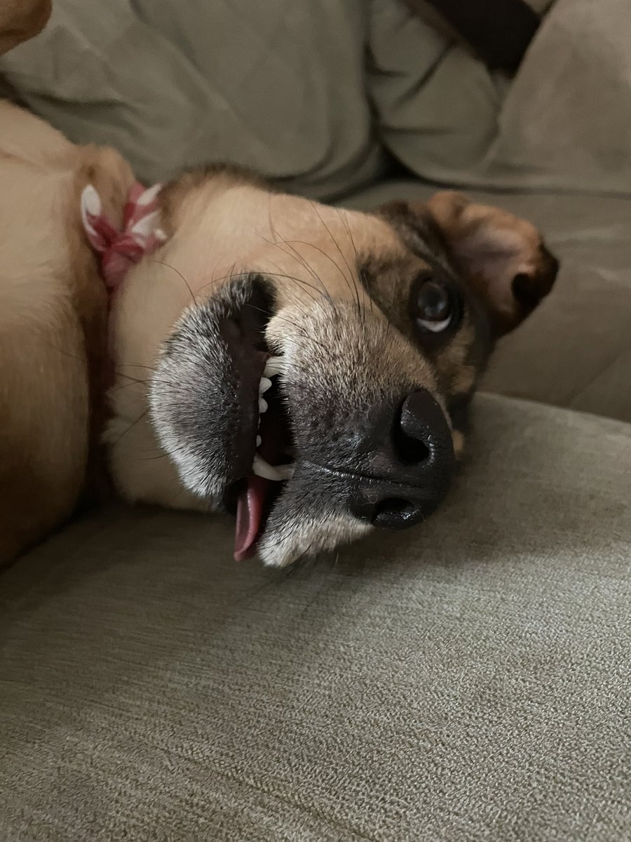 mechasonic's tweet photo. @kidkinetik Same here. Cmon @OPPDCares my dog and I are dying! https://t.co/tmE6vXH4U6