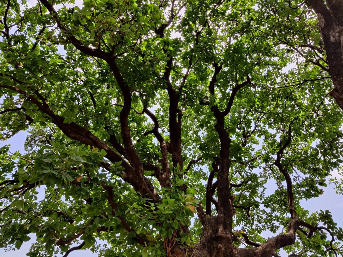 DCFConnect's tweet photo. A tree is shelter to many, a forest to countless.
#SaveBuxwahaForest not for personal benefits, but for #ClimateChange.
The #ClimateCrisis is on verge and destructing #Nature will trigger it.
@moefcc please raise the issue for welfare of all.#WeAllAreConnected
#PseudoDevelopment https://t.co/knZfkTXUnA