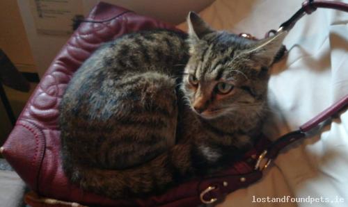 lostfoundpets's tweet photo. A male cat was lost on 20/04/2019 in Riverview, #Scarriff https://t.co/n6gM24ldvE #lpie https://t.co/v62jyoM2xP