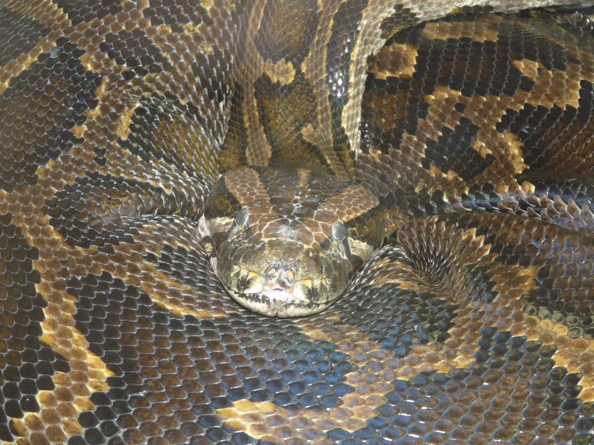 Leolupus's tweet photo. #SnakeOfTheWeek Burmese python (Python bivittatus), among the world's largest snakes. A popular pet, it has unfortunately become invasive in areas such as Florida due to releases by irresponsible owners. #snakes #reptiles #animals #wildlife https://t.co/uCUIISH0Y5