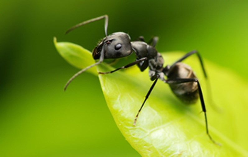 TopSpray's tweet image. Tunneling ants aerate the soil and redistribute nutrients. They collect dead insects and turn them into fertilizer for your soil, they also disperse seed. 
An abundance of ants can be bad news. They protect aphids, as they feed on the honeydew the aphids produce.  
#topspray