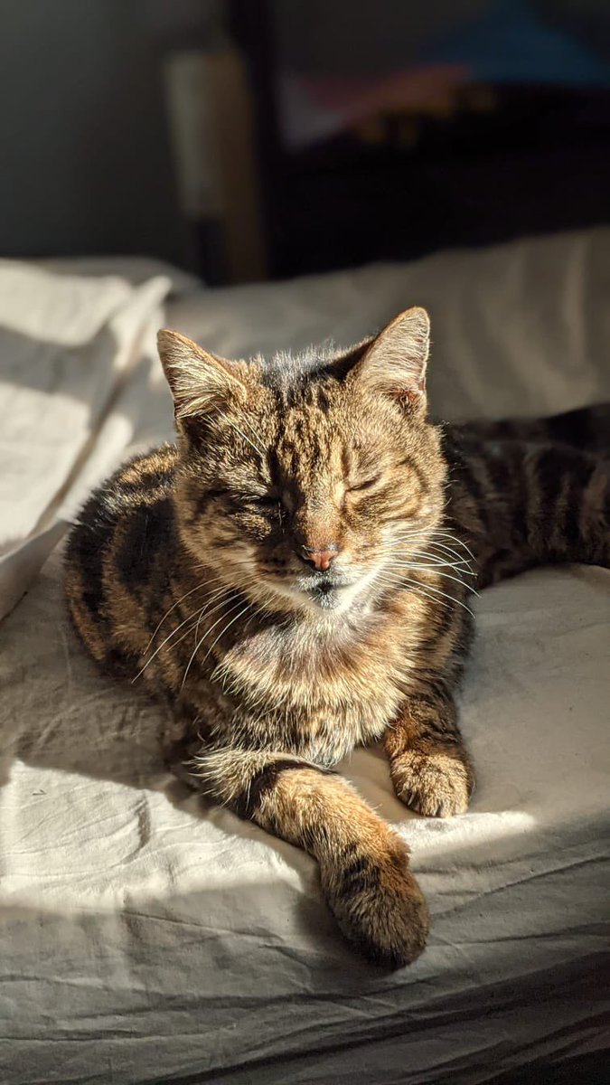 Please can we have a #pawcircle for @BigBlackBeast4 dad who is not feeling well. Let’s do our thing #CatsOfTwitter and #DogsofTwittter and all other furpals to help him have a speedy recovery 💙💙💗💗🐾🐾🐾🐾 #pawcircleforBeastiesDad