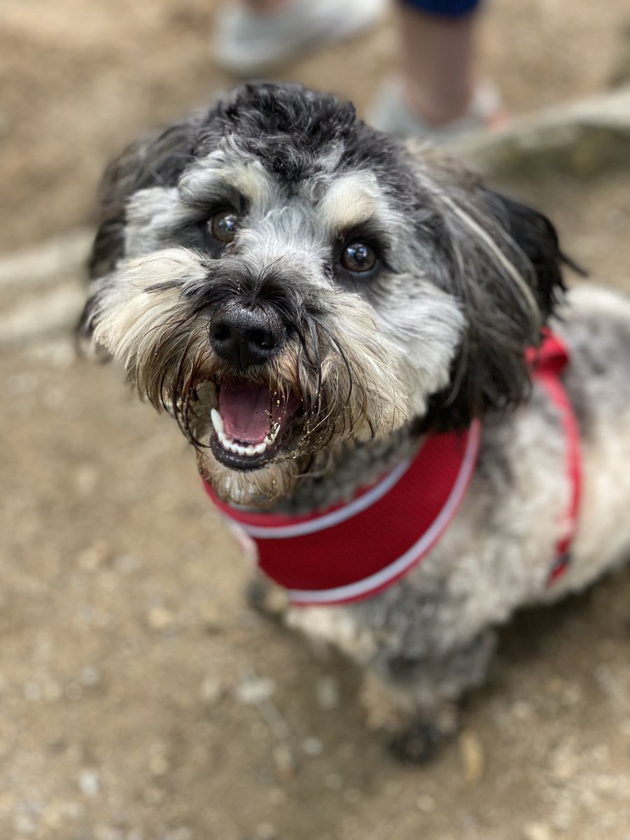 TheDizzyFitz's tweet photo. @JeremyVineOn5 Our little rescue- Stanley, Ben &amp; Giselle from Plymouth https://t.co/ZaIv7vm1xU