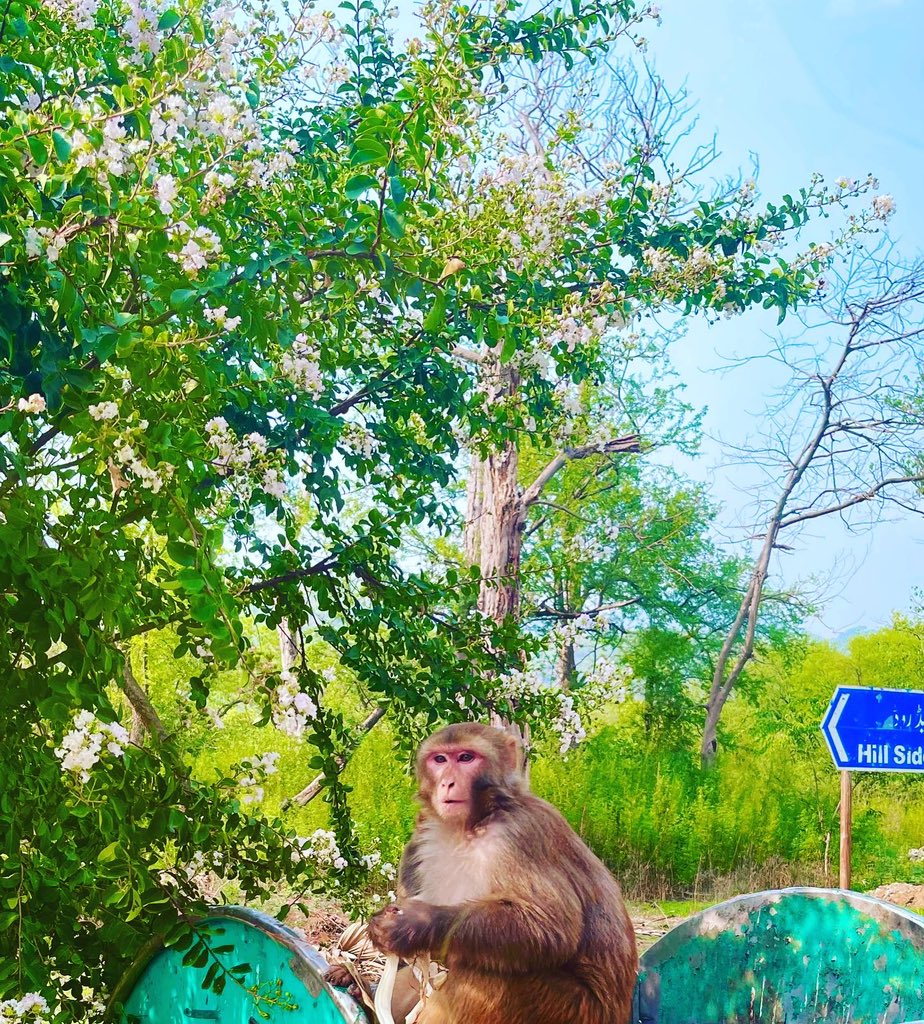 SolmazRA's tweet photo. Like the #Monkeys on Hill side road Islamabad we have Monkeys representing our towns and cities in Islamabad #Balochistan #CivilRights #senators #shameful https://t.co/olePyTgIr1