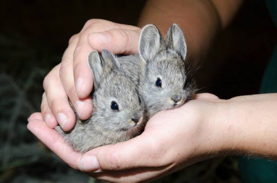 Bunnies (@rabbiteveryhour) on Twitter photo 