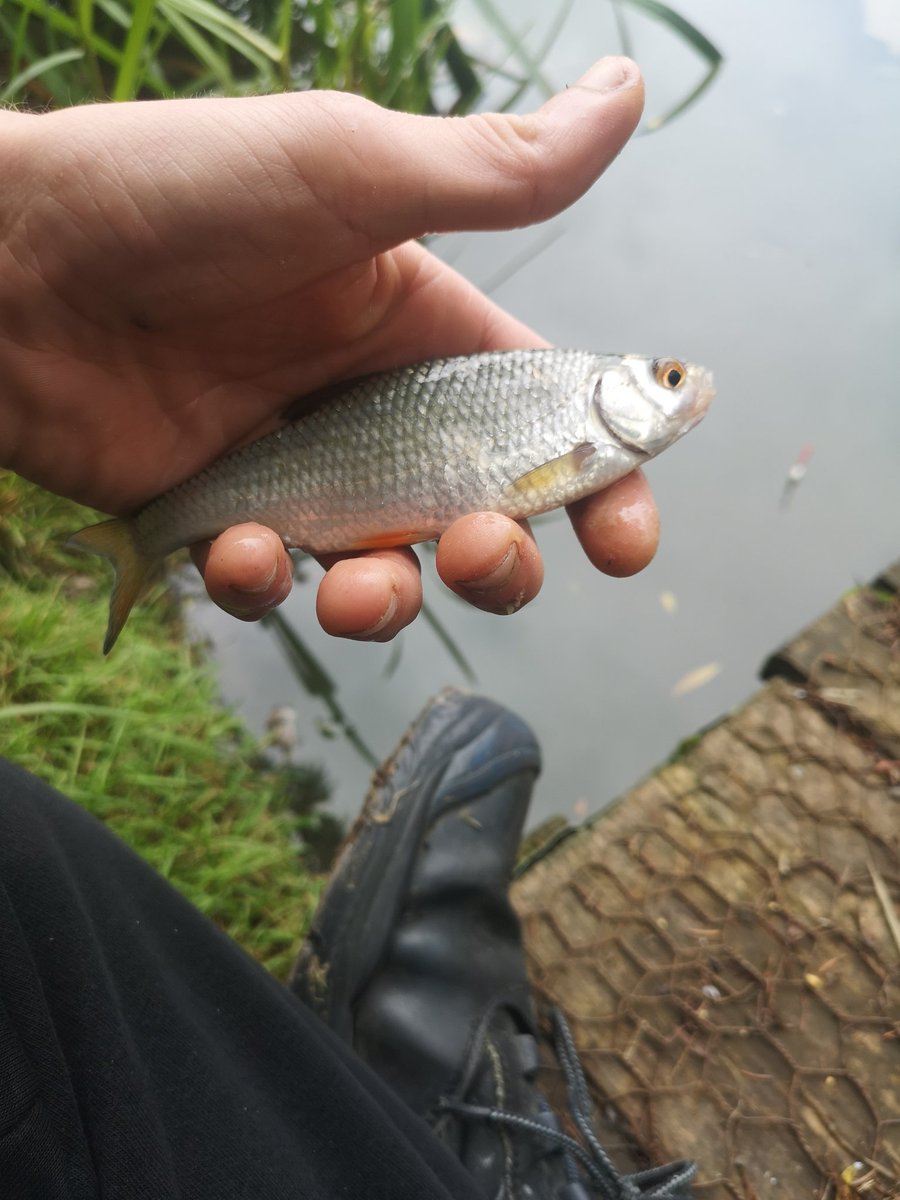 Titch_World's tweet photo. Another nice session out today lots of these little silver ones are they gungeon anyone know? #Fishing #OnTheBanks #WoodendFarmComplex #Carp #philsBaitAndTackle https://t.co/30wvdomgQU