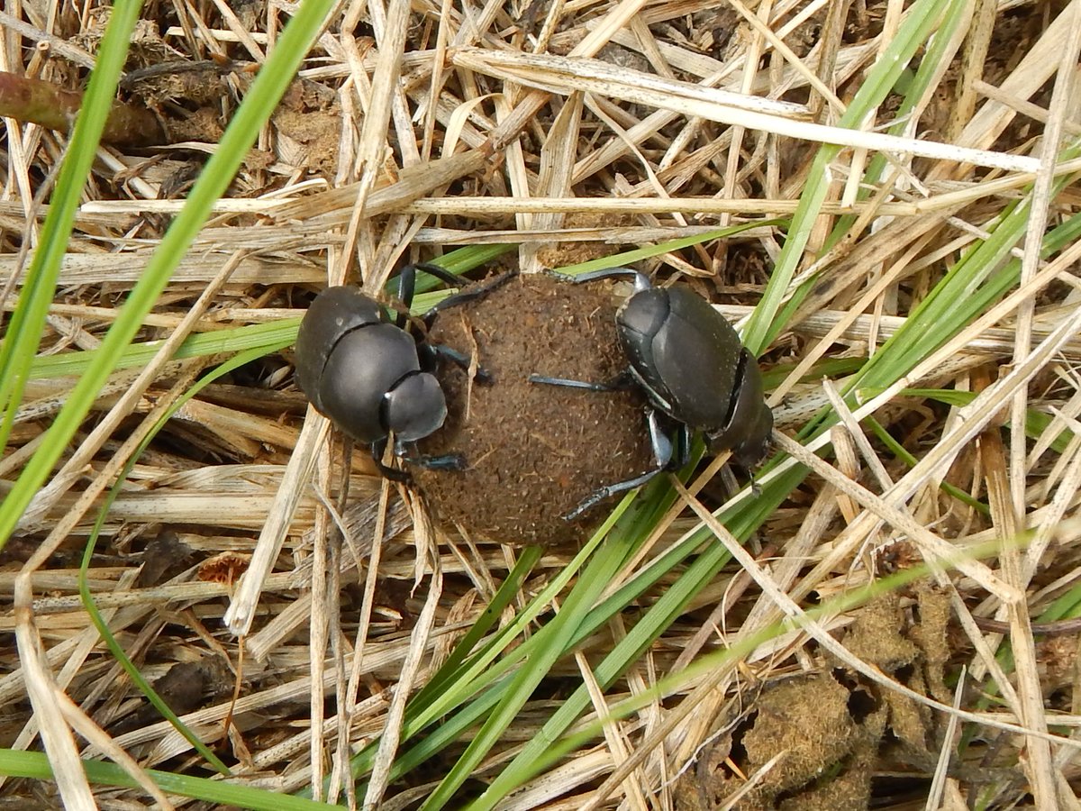 Pair of dung beetles (Canthon pilularius) nest building at the Morrow <a href="/ARDiscoveryFarm/">Arkansas Discovery Farms</a>. Dung beetles are  important insects for AR pasture helping to reduce fouling, distribute nutrients, aerate soil, and break up the life cycle of parasites. <a href="/SSSA_soils/">Soil Science Society of America</a> <a href="/ArFB/">Arkansas Farm Bureau</a>