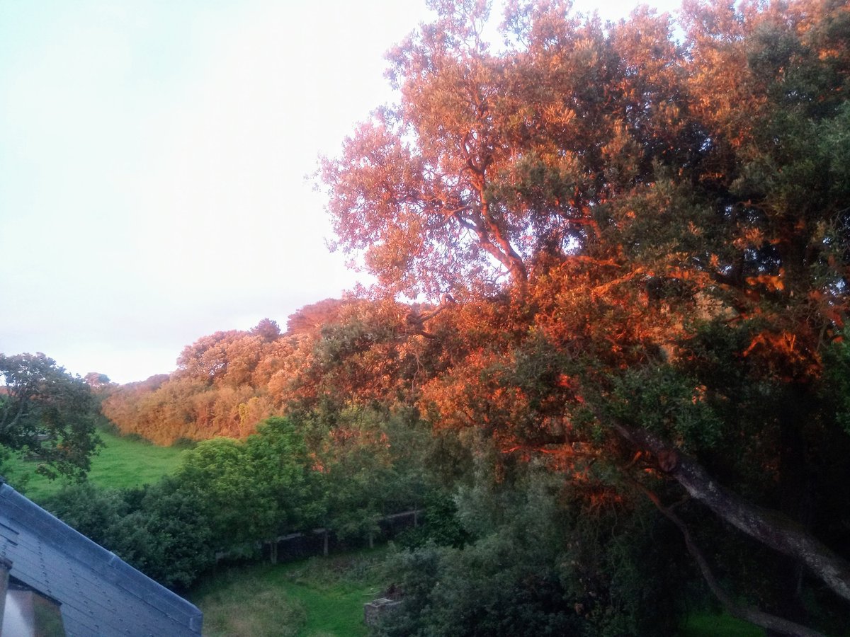 Fabulous sunset out west this evening view from my bedroom, turned trees and banks red.
