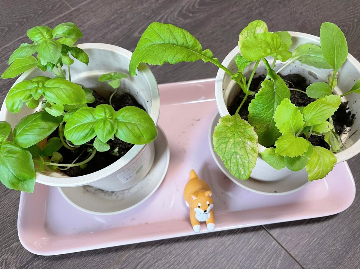 rinawa7878's tweet photo. #りなたん農園🌿🌿ベビベビ＆バジバジ❤️

１ヶ月ちょいで食べれるまで育った🍝🍝

ベビベビは、ちと微妙かも。食べれなさそー。なんか、外来種みたいなの育ってるしｗｗ

#ベビーリーフ #バジル #家庭菜園 https://t.co/yXvGA3Pa5w