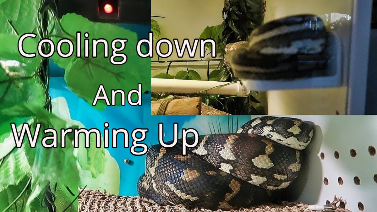 lovingpythons's tweet photo. Using Heat/Basking And UVB For Snakes (My Way) https://t.co/vuh0iAmP9a via @YouTube https://t.co/6bhshHawe7
