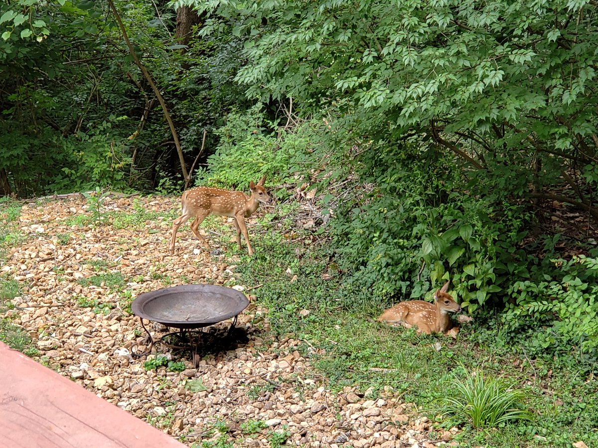 cyberteacher's tweet photo. Guess mom & dad thought our #backyard was a safe place to drop their kids!
Sure, I'd be happy to watch them while #workingfromhome ~ when it rains just tuck under the trees.
If they stay late, we'll gather limbs for the fire pit.π―ποΈ #hellodeer #backyard #wildlife #remoteoffice https://t.co/DwpGraEMlk