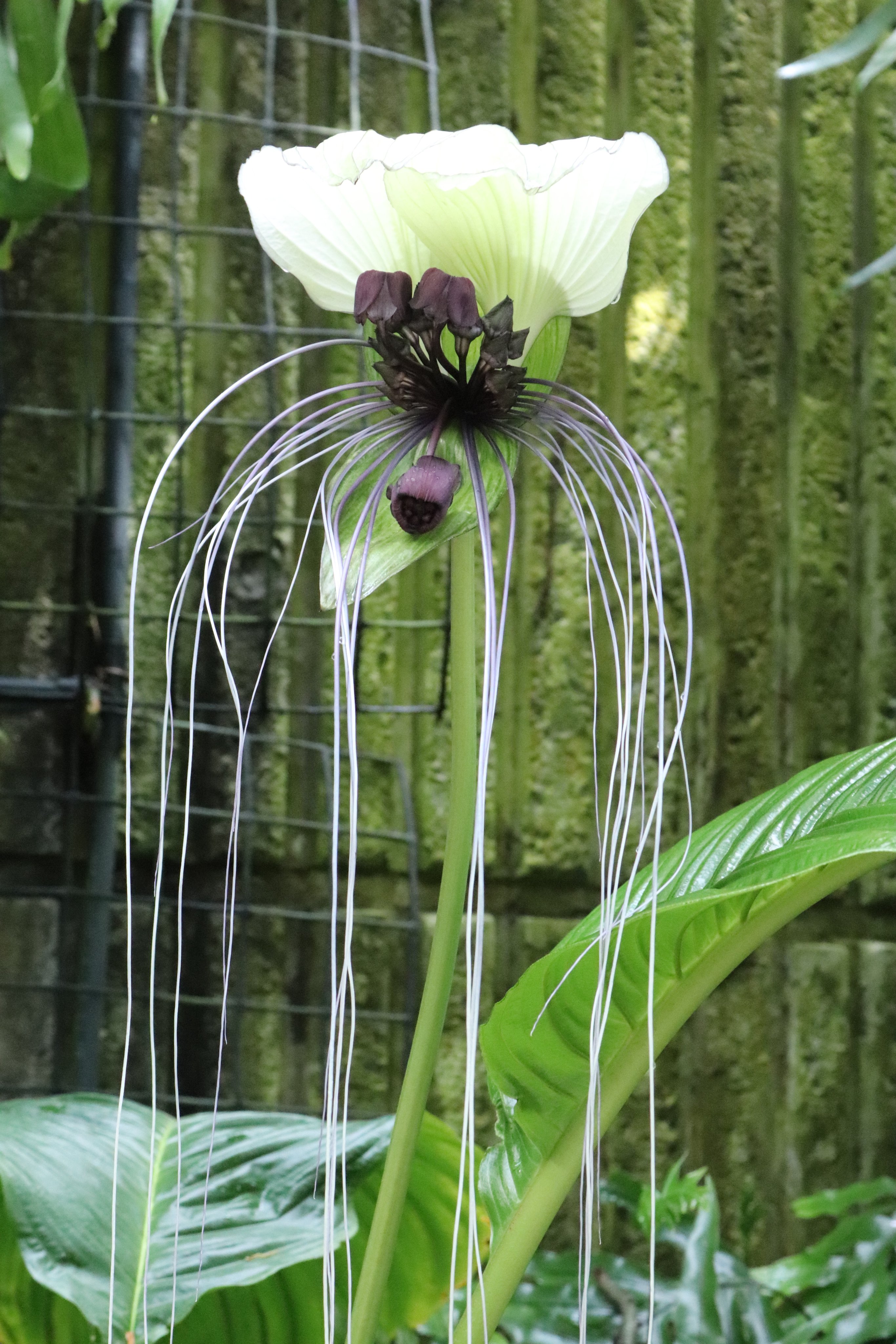 咲くやこの花館 熱帯雨林植物室では タッカ インテグリフォリア が開花しております 真ん中にある紫色の花の両側から垂れる糸は 花をつけなかった花柄です 花の上にある白い部分は 花を守る葉で 苞 と言います とても奇妙な見た目の植物で 目を