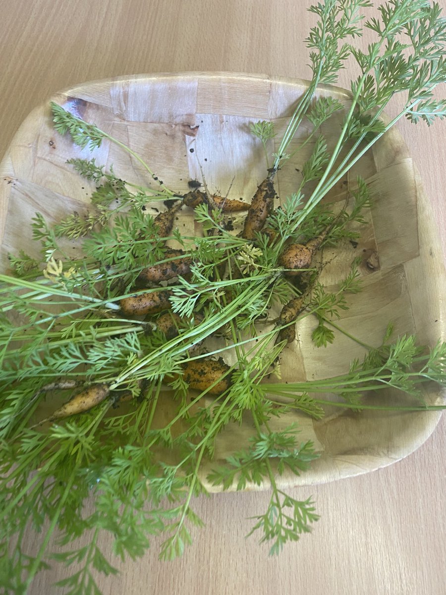 Look at these delicious carrots Nursery planted, took care of and harvested today !🥕🥕🥕Well done Nursery!🥕