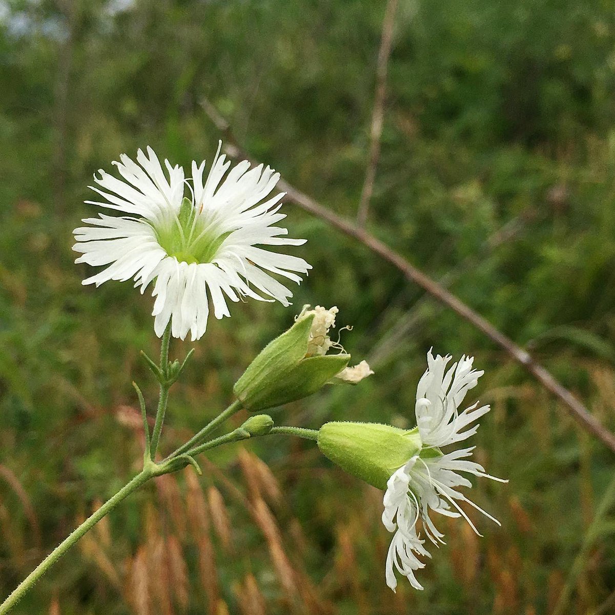 alex ebert tweet media