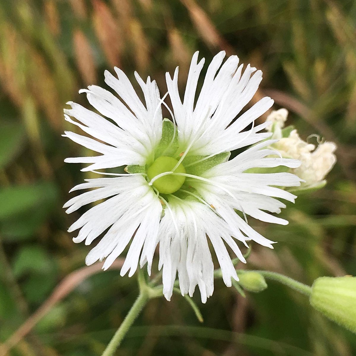 alex ebert tweet media