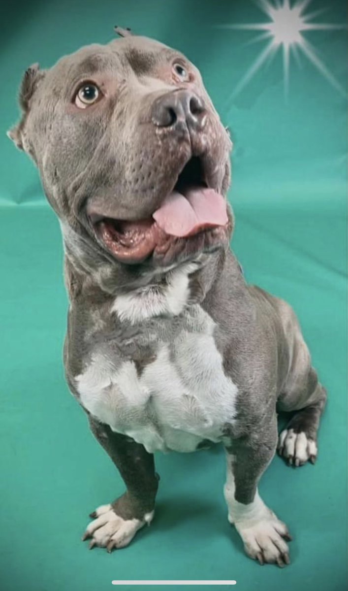 #TN #MEMPHIS
🆘WELFARE CONFISCATION Nectar 5yo HW+ &amp; Nutella 9yr 6mo boy HW+ Confiscated with 2 pals(safe)Both are v.sweet dogs &amp; have possible rescue interest but need help with HW treatment! Pls #PLEDGE #FOSTER #MASA6421 #MASA6424
facebook.com/28918514488777…
facebook.com/28918514488777…