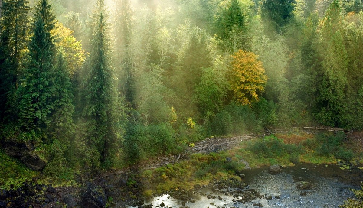 woodpackglobal's tweet photo. Celebrate #NationalForestWeek! Each year 1.7 billion trees are planted in the U.S. assuring that forest cover will continue for generations to come. https://t.co/7clsorF8Fj (photo https://t.co/wuVkYdrwZT) #wood #environment https://t.co/4Ex39bg5ne