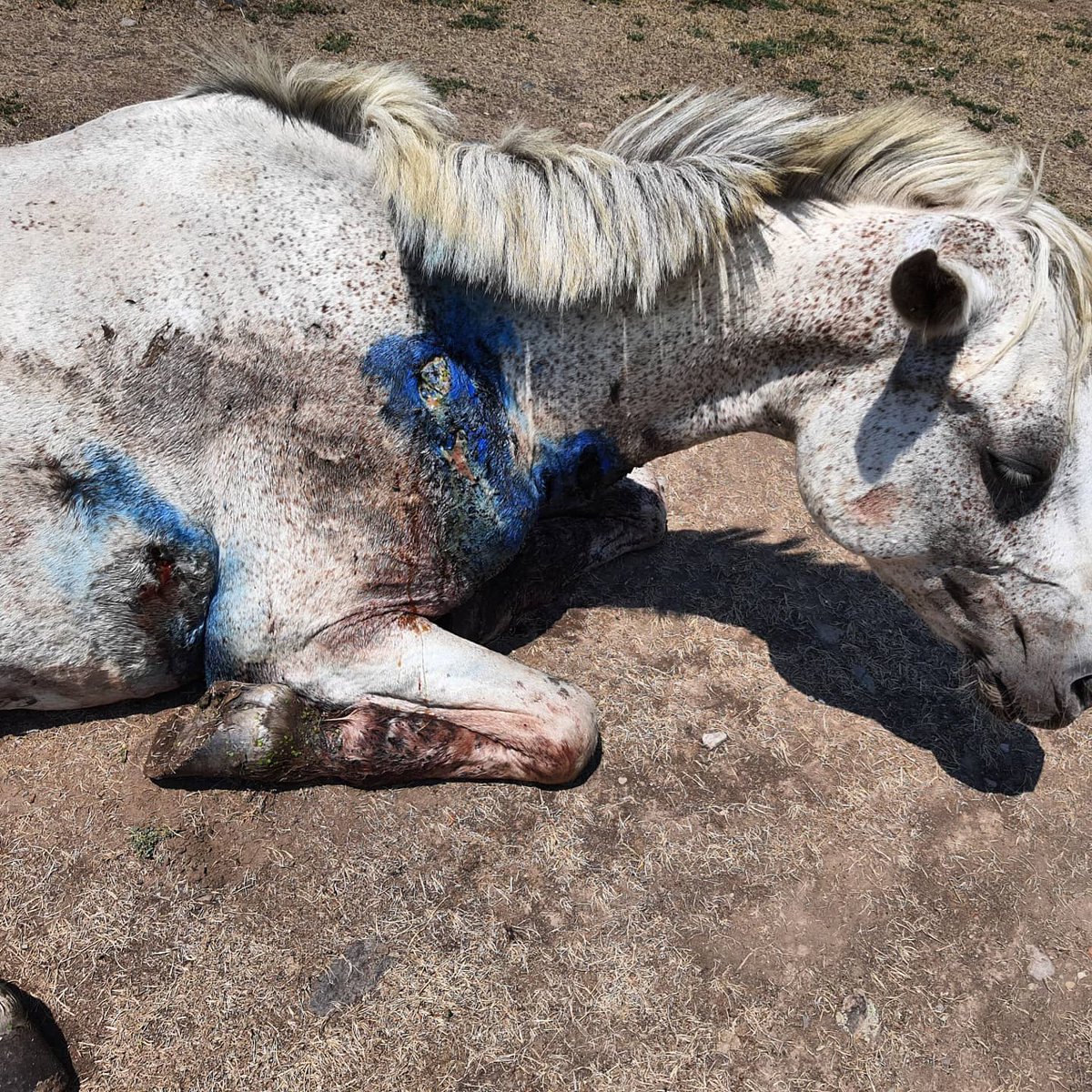 Yerleşimin dışında tek başına yatıyordu.
İlgisiz , bitkin ve yaralıydı.

Yaraları kurtlanmıştı. Bilmediğimiz bir yarası daha vardı onu ancak tedavi ederken anlayabilecektik.

Ölüme yatmak diye bir şey var.
Gözlerine bakınca anlıyorum ölüme yatanları. Çaresizlik gözlerden okunur.