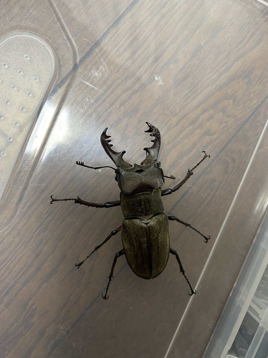 リベンジしに行ってきたもの
♂67♀41でサイズも前回と変わらず
それどころか数が圧倒的に少なくて
気温がいつもより5度以上下がっていて
寒かったせいもあったのか
全くいなそうな雰囲気に変わっていて
もう終わりを感じました😂笑
悔しいのでまたすぐ行きたいと思います😇