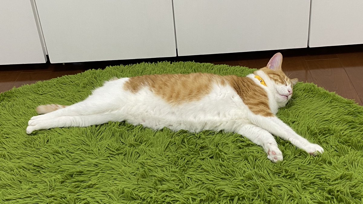 茶白猫 茶白猫