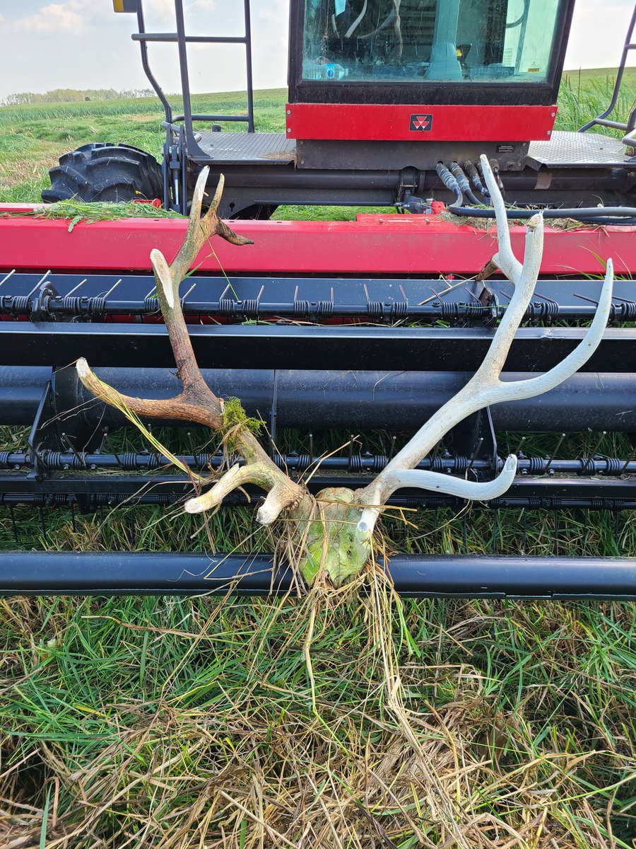 Cutting slough bottoms in a dry year might have a bonus. Just wish I seen it in time. Not a bad little rack. #hay21