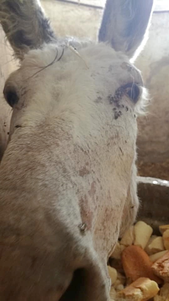 #BURRITO (31 AÑOS) #MURCIA
Se necesita protectora para sacar este burrito de donde está... No pueden atenderlo como se merece!!!

Contacto; 690610431
<a href="/refugioburrito/">Refugio del Burrito</a>