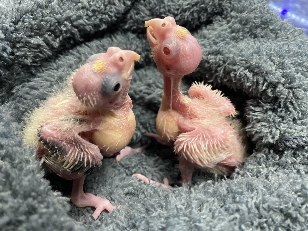 DominikaWalus's tweet photo. Smok dwugłowy 🐉
#Bowie &amp; #Dewie 
#nimfa #cockatiel https://t.co/3YEF3c0vIi