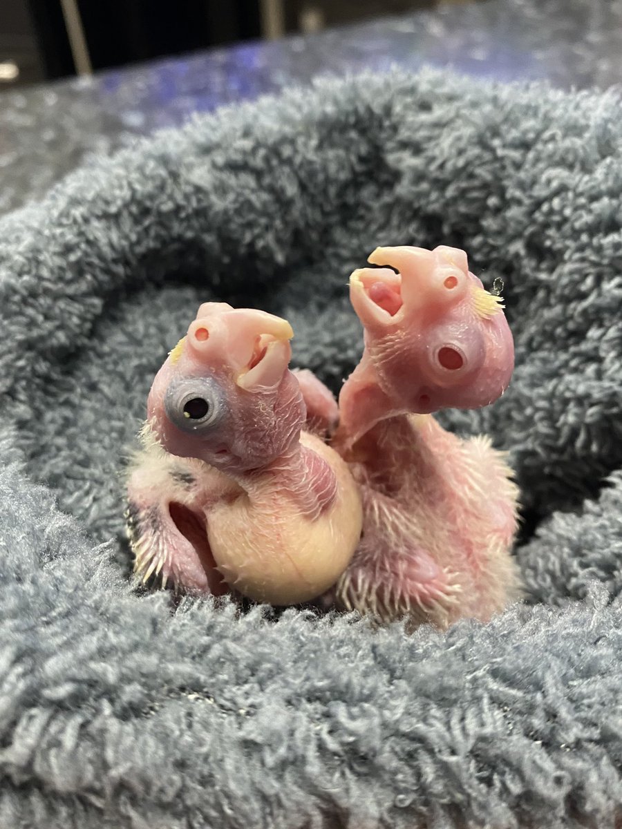 DominikaWalus's tweet photo. Smok dwugłowy 🐉
#Bowie &amp; #Dewie 
#nimfa #cockatiel https://t.co/3YEF3c0vIi