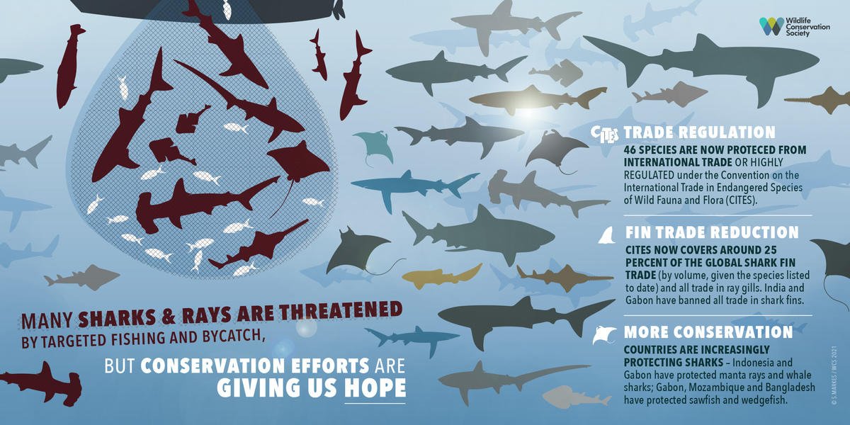 Sharks are critical for the health of our #ocean. 🌊

For International Shark Awareness Day on 14 July, discover 5 things you might not know about these amazing predators via <a href="/TheWCS/">WCS</a>.

🐚Get inspired to protect marine #biodiversity!

➡️ lnkd.in/d7WUZdR