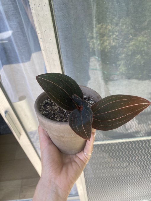 Does anyone know what kind of plant this is? It needs more sunlight but I&rsquo;m not sure how much https://t<a href="/tag/munchies"class="tags"><span>#munchies</span></a><a href="/tag/snacks"class="tags"><span>#snacks</span></a><a href="/tag/nudes"class="tags"><span>#nudes</span></a><a href="/tag/funnynudes"class="tags"><span>#funnynudes</span></a>