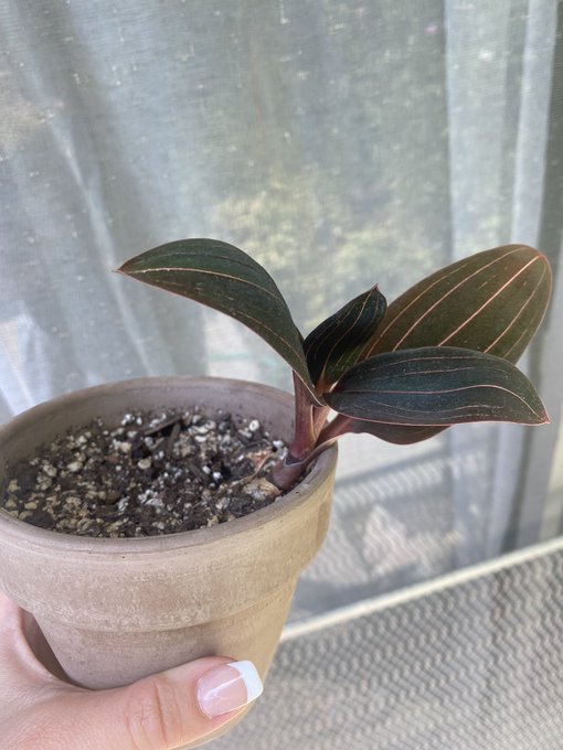 Does anyone know what kind of plant this is? It needs more sunlight but I&rsquo;m not sure how much https://t<a href="/tag/munchies"class="tags"><span>#munchies</span></a><a href="/tag/snacks"class="tags"><span>#snacks</span></a><a href="/tag/nudes"class="tags"><span>#nudes</span></a><a href="/tag/funnynudes"class="tags"><span>#funnynudes</span></a>