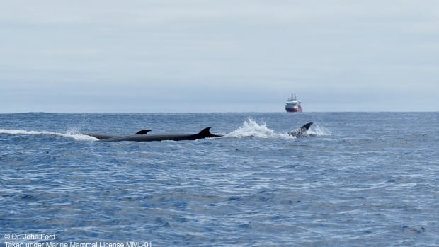 cbcnewsbc's tweet photo. A team of marine biologists spotted a large group of 25 to 30 Sei whales rarely found in the Pacific ocean off the coast of British Columbia last week. https://t.co/vJZJzQiSol https://t.co/uR1Xho1GeS