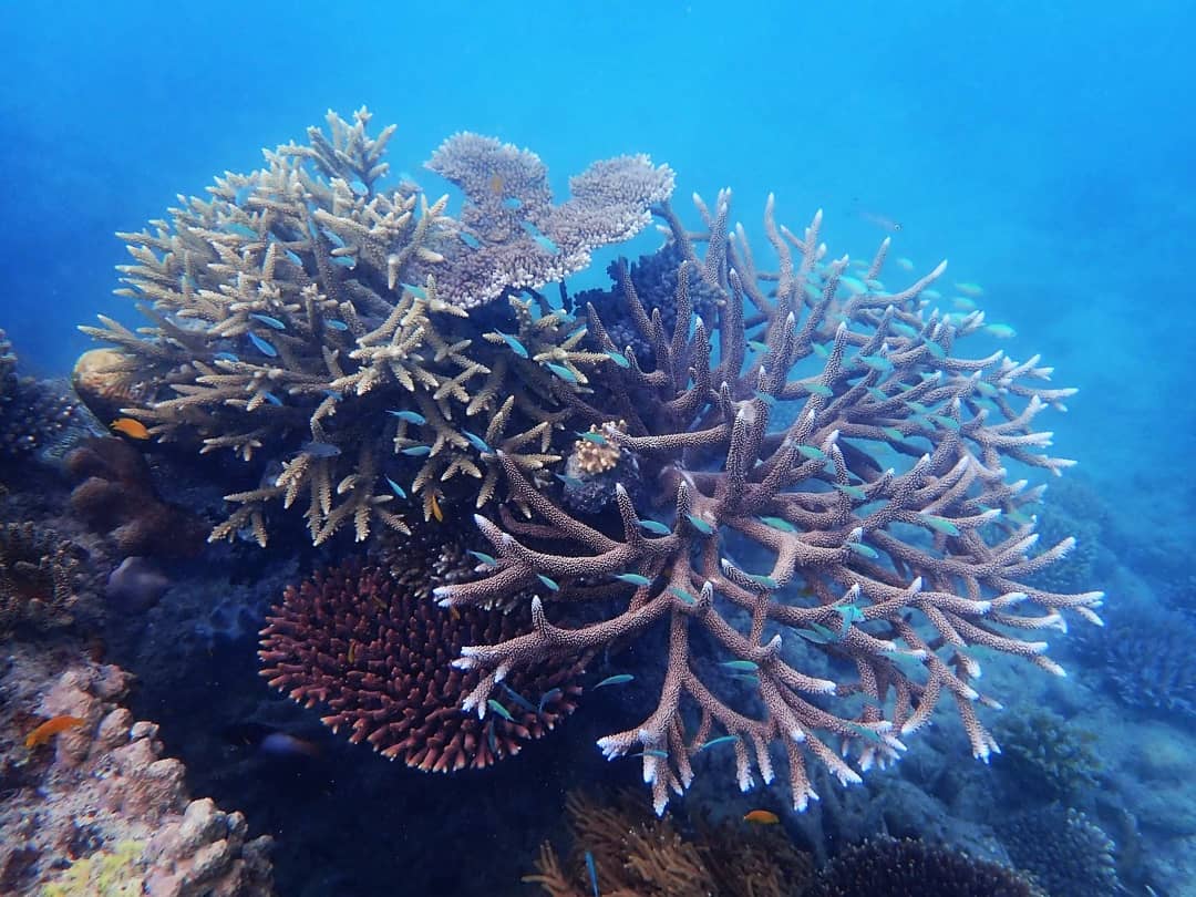coralseafound's tweet photo. Acroporid coral assemblage recovery at Osprey islet, Lizard Island. Cyclones Ita &amp; Nathan smashed this site in 2014-15 and then bleaching 2016. Everything here is the new cohort.
https://t.co/9DapDWKXFj
#lizardisland #reefalive https://t.co/ZNZvObPhG7