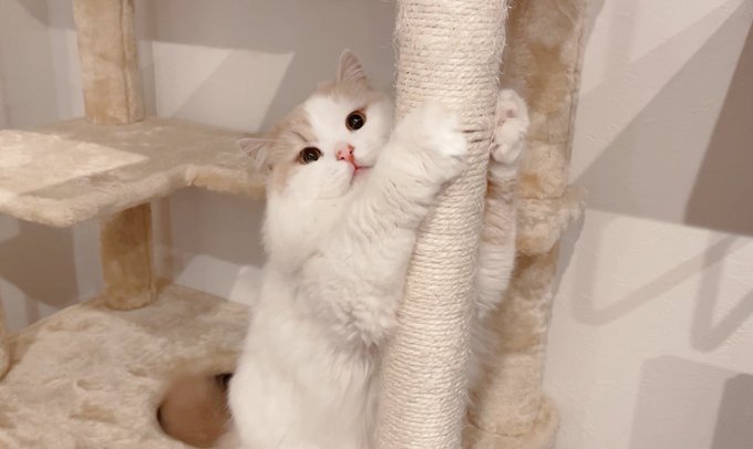 おやつと思ってお手したら 爪切りが出てきた猫の顔w おやつと思ってお手したら 爪切りが出てきた猫の顔w