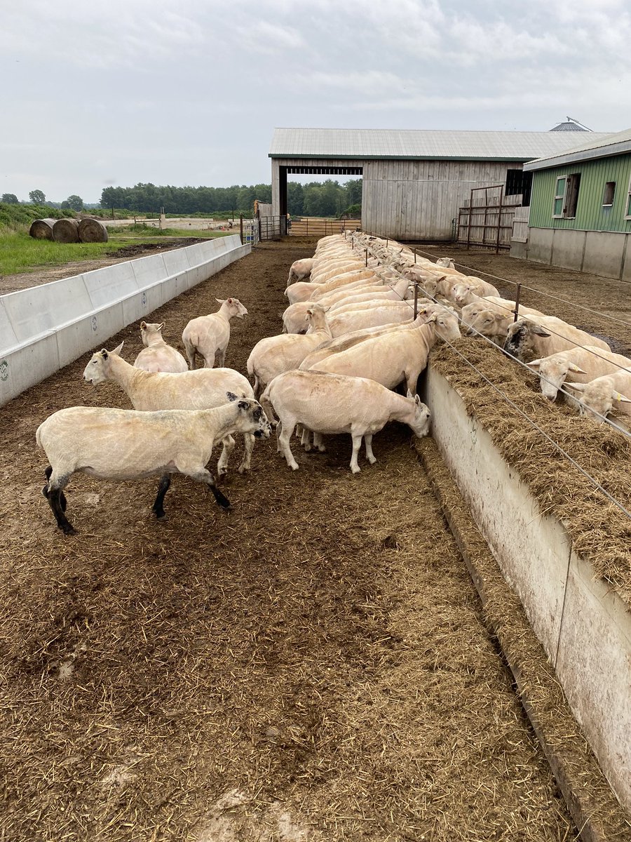 Dan Barfett tweet media