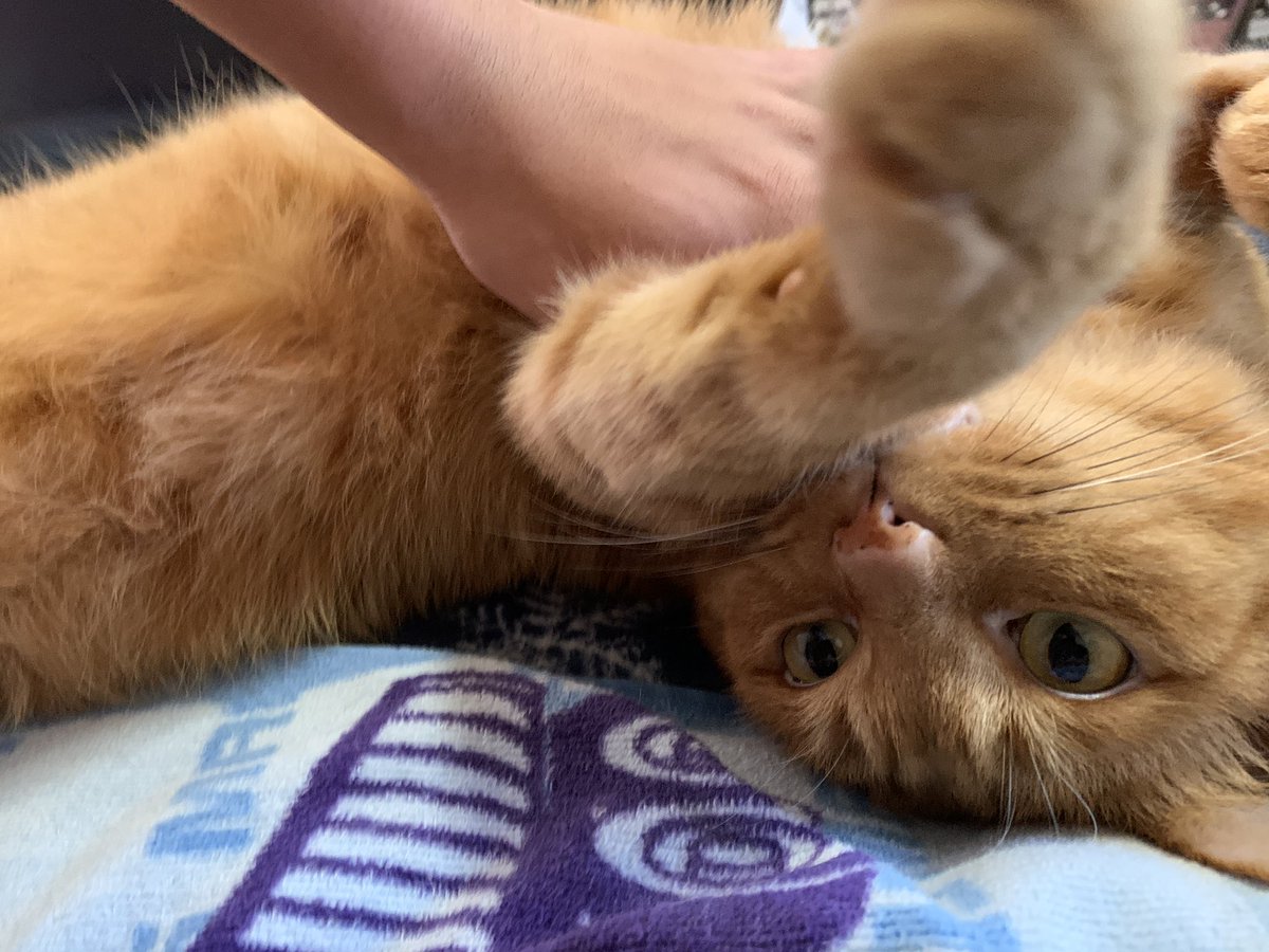 rekoeko08's tweet photo. #猫がいる幸せ  #猫のいる暮らし ＃保護犬 #保護猫 #茶ト��　#猫好きさんと繋がりたい ＃CatsOfTwitter  #cat  ＃猫のいる生活　＃猫  ＃cats #貓　#ねこ
おはようございます☀ https://t.co/wcTpTJH8kZ