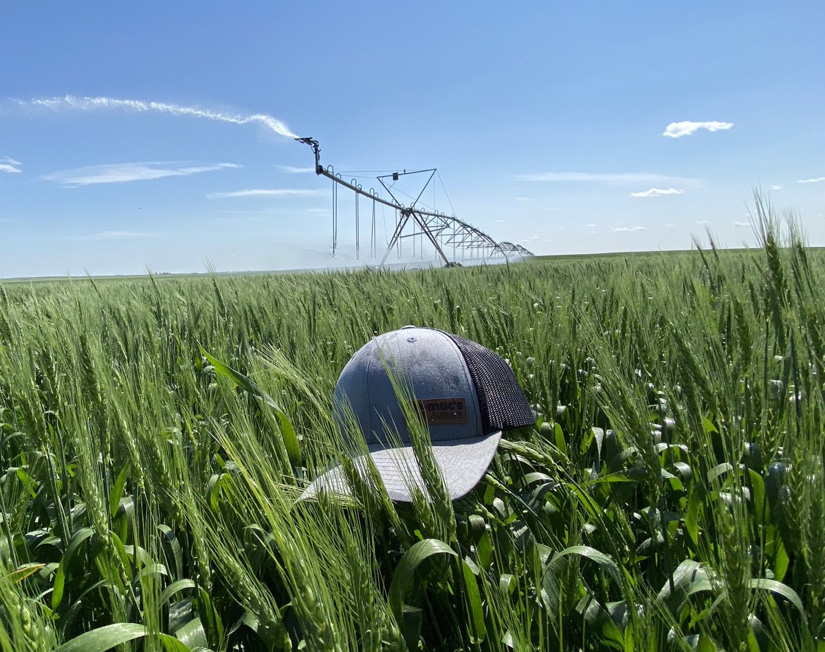 Good day getting wet checking a Moddus Trial on some spring wheat. Found 55 wheat midges on the same field this morning @GMacsAgTeam #midgebustermonday <a href="/SeCanLauren/">Lauren Wensley🌾</a>