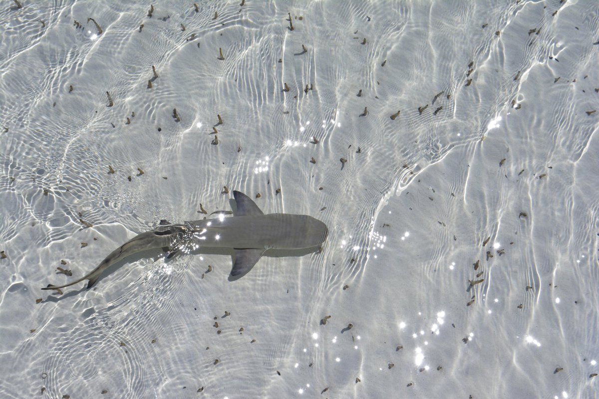 savingtheblue's tweet photo. It’s the most wonderful time of the year 🦈 #SharkWeek https://t.co/423xE0IJUX