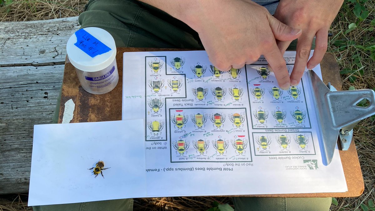 eoumountaineers's tweet photo. 🐝 Buzz Buzz Buzz 🐝
A spring term highlight of the Biology 358 class performing bumblebee surveys! We love hands-on learning at EOU! #handsonlearning #biology #bees
💙💛#EasternEdge #smallcampus #accessforall #studentsucess #notjustanumber https://t.co/gdgyw5nnWs