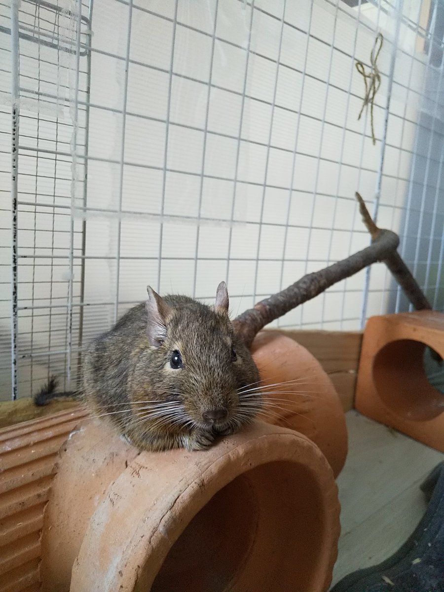 10ai29's tweet photo. 梅雨あけも目の前！
#デグー #degu #ペット https://t.co/fIr0BnF7oH