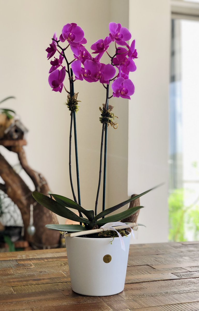 OrquideasMusa's tweet photo. 🍃🌸 Orquídea Phalaenopsis en base de cerámica alemana
#MusadeMusas #OrquídeasMusadeMusas #OrchidMusadeMusas
#Cancún #México #Orquídeas #Orchid #Flores #Arreglosflorales #Flowers #Playa #Arreglos #Regalos
#Gift https://t.co/Jh9CQp7n2m