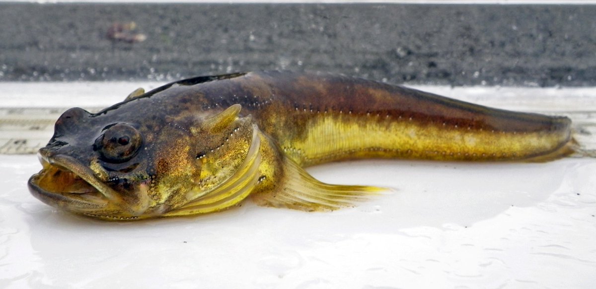Today's fish is the Plainfin Midshipman (Porichthys notatus)! Males produce a loud hum which can be heard from land. In CA, the calls keep houseboat residents up at night and were originally thought to be part of a military experiment!
📸Bjorn S, ElkhornSlough, USGS